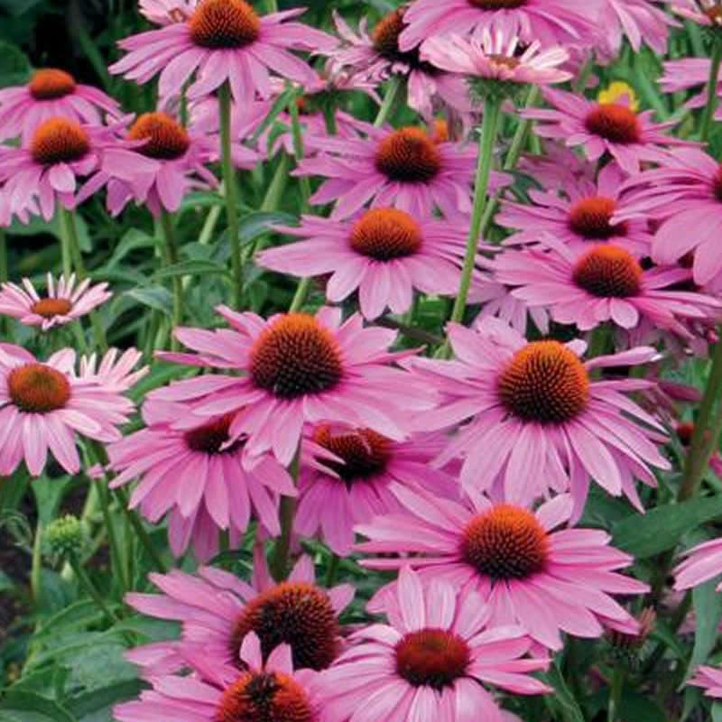 Echinacea purpurea Jarditec