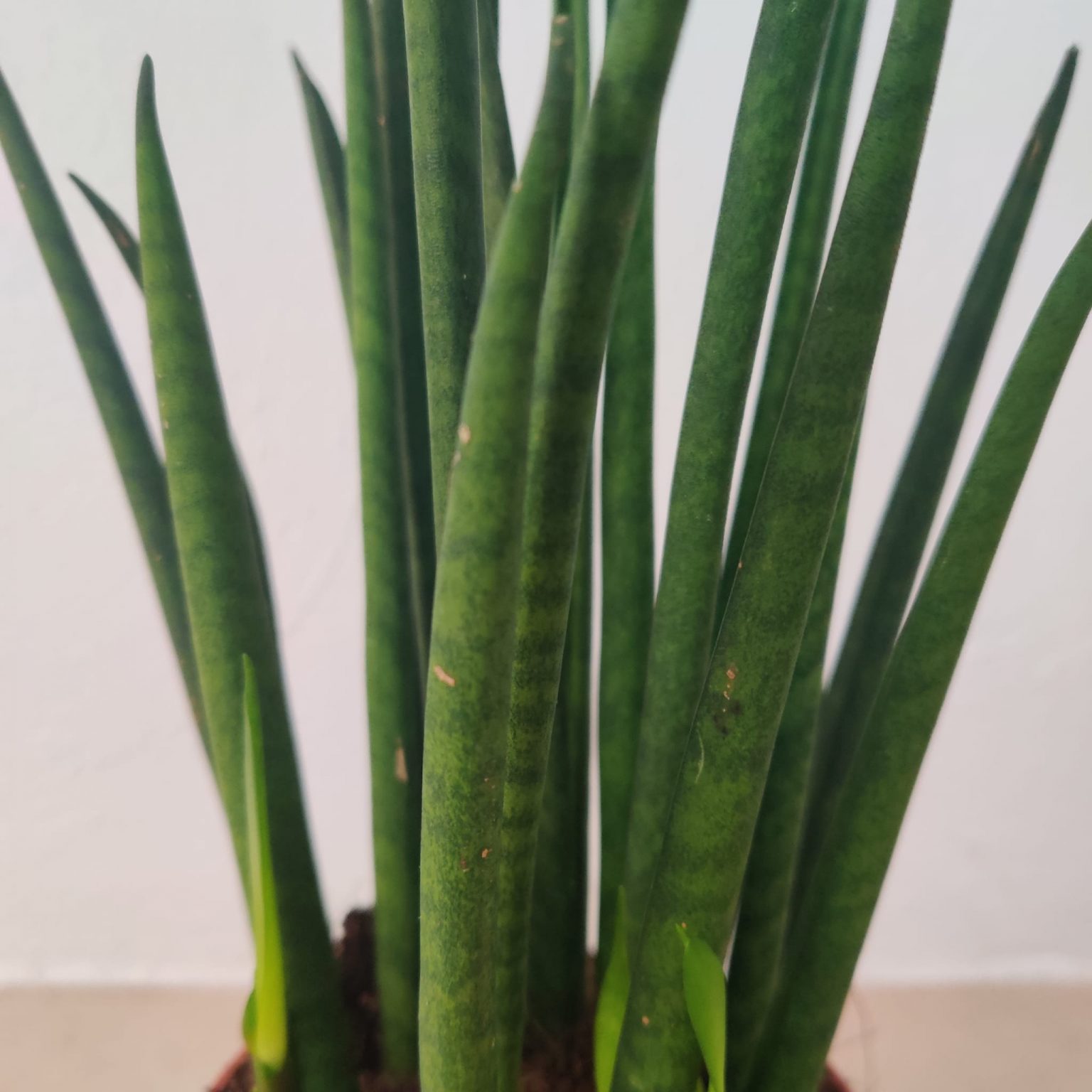 Sansevieria Bacularis Mikado Jarditec 